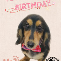 Mダックスフント