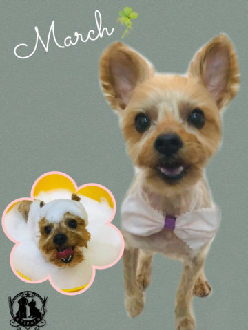 ヨークシャテリア