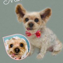 ヨークシャテリア