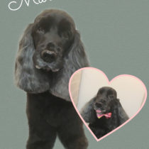 イングリッシュコッカースパニエル