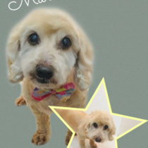 Mダックスフント×トイプードルmix