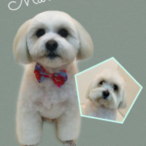 マルチーズ×パピヨンmix