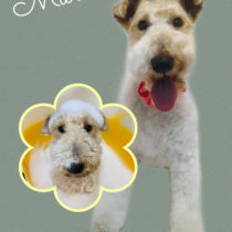 ワイヤーフォックステリア