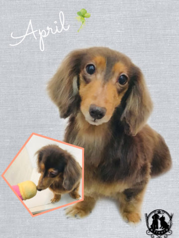 Mダックスフント