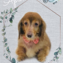 Mダックスフント