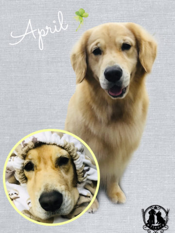 ゴールデンレトリバー