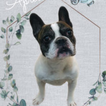 フレンチブルドッグ