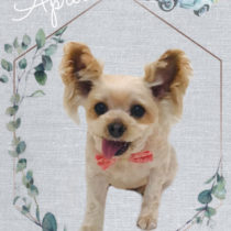 ヨークシャテリア