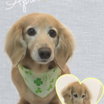 Mダックスフント