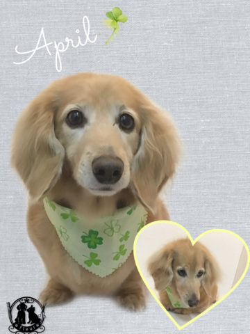 Mダックスフント