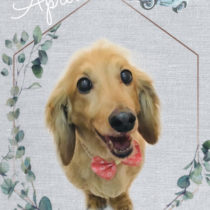 Mダックスフント