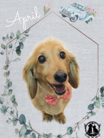 Mダックスフント