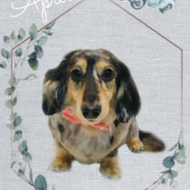 Mダックスフント