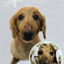 Mダックスフント