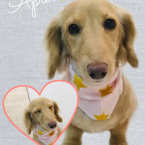 Mダックスフント