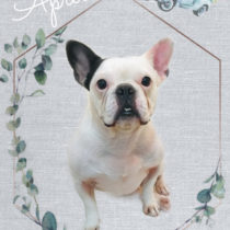 フレンチブルドッグ