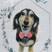 Mダックスフント