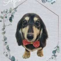 Mダックスフント