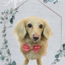 Mダックスフント