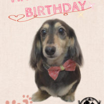 Mダックスフント