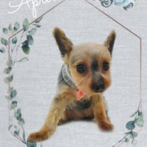 ヨークシャテリア