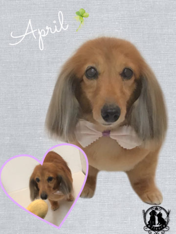 Mダックスフント