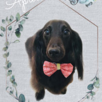 カニヘンダックス