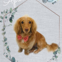 Mダックスフント