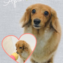 Mダックスフント