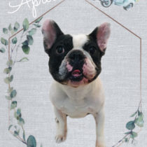 フレンチブルドッグ