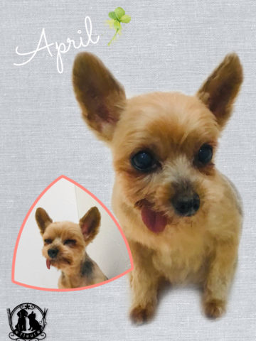 ヨークシャテリア