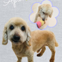 Mダックスフント×トイプードルmix