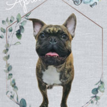 フレンチブルドッグ