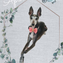 イタリアングレーハウンド