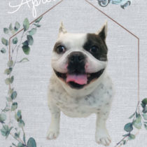 フレンチブルドッグ