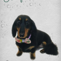 Mダックスフント