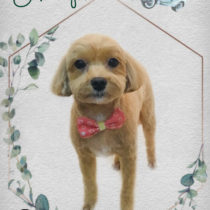 マルチーズ×トイプードルmix