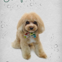 マルチーズ×トイプードルmix