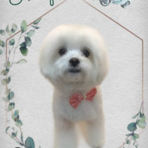 マルチーズ×チワワmix