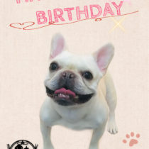 フレンチブルドッグ