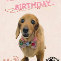 Mダックスフント