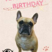 フレンチブルドッグ