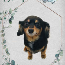 チワワ×Mダックスフントmix