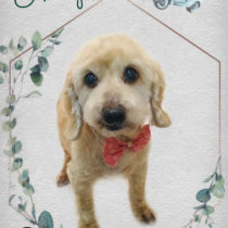 Mダックスフント×トイプードルmix