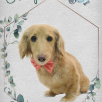 Mダックスフント