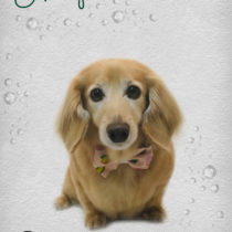 Mダックスフント