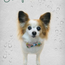 パピヨン×チワワmix