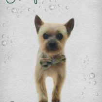 ヨークシャテリア