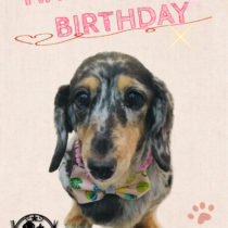 Mダックスフント