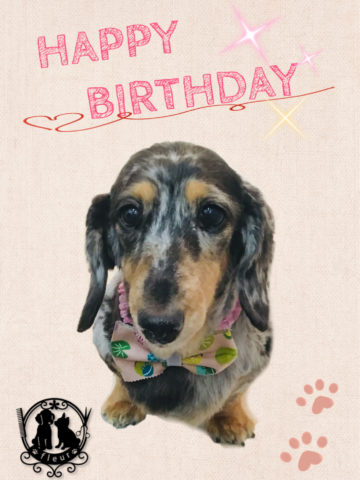 Mダックスフント